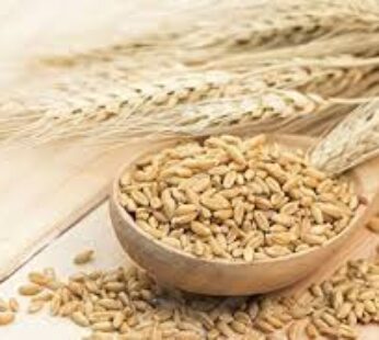 Barley Whole 2-Lbs x 20