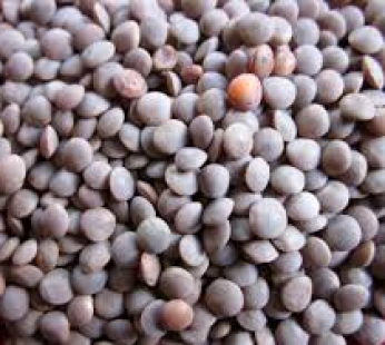 Masoor Whole 2-Lb x 20